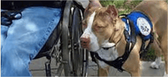Service Animals